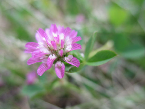 Trifolium resupinatum