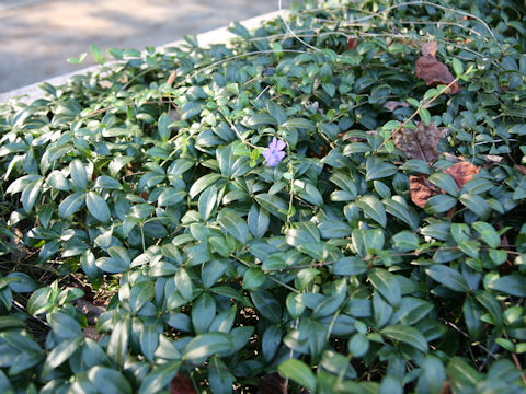 Vinca minor