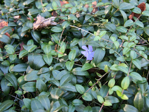 Vinca minor