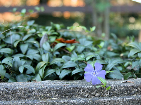 Vinca minor