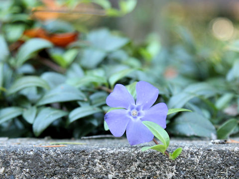 Vinca minor