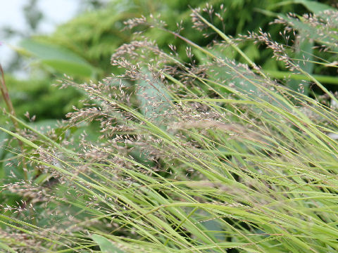 Calamagrostis longiseta