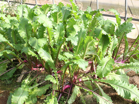 Brassica rapa var. akana cv. Beni-murasaki