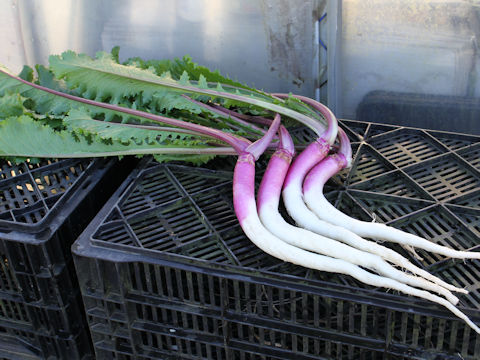 Brassica rapa var. akana cv. Beni-murasaki