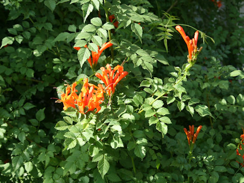 Tecomaria capensis