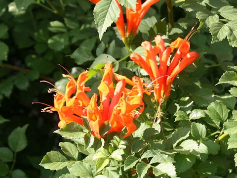 Tecomaria capensis