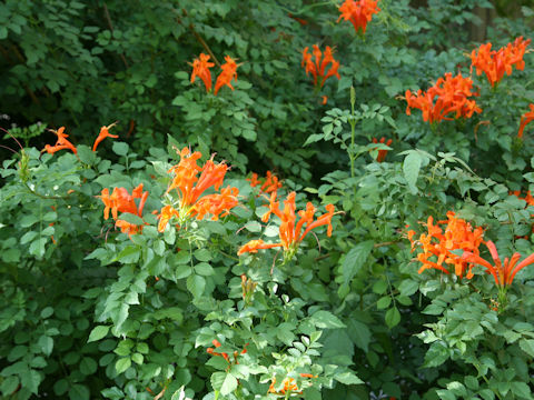 Tecomaria capensis