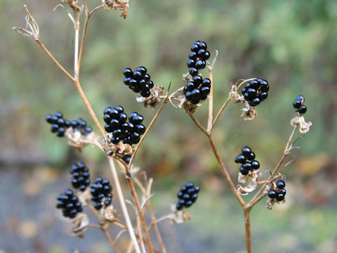 Belamcanda chinensis