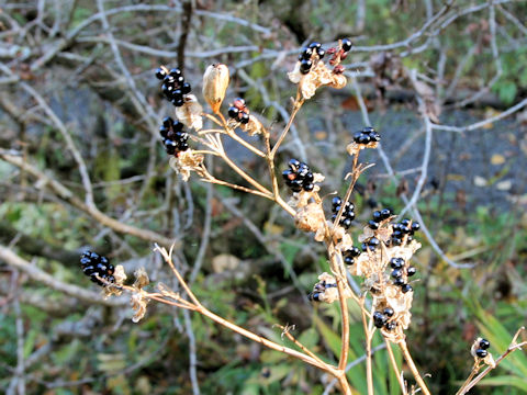 Belamcanda chinensis