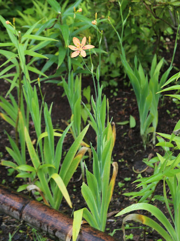 Belamcanda chinensis