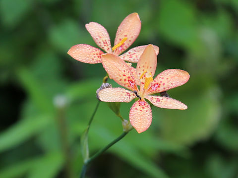 Belamcanda chinensis