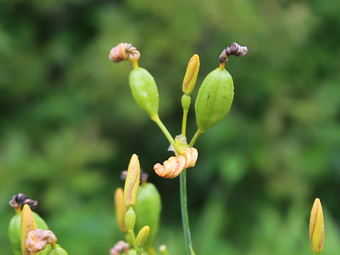 Belamcanda chinensis