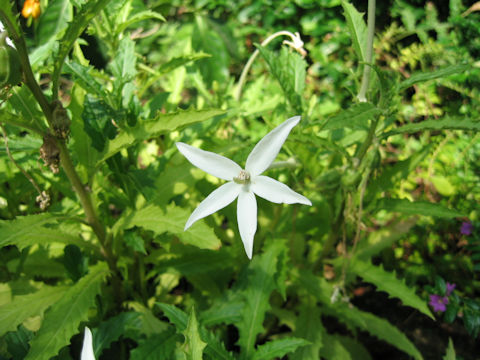 Hippobroma longiflora