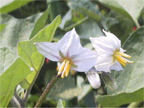 Solanum intergrifolium