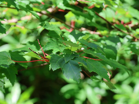 Acer macrophyllum