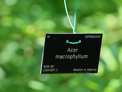 Acer macrophyllum