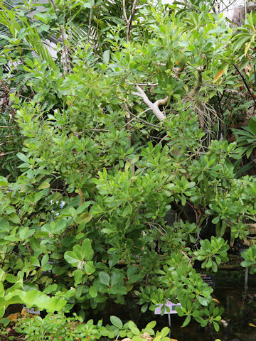 Lumnitzera racemosa