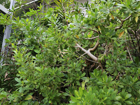 Lumnitzera racemosa