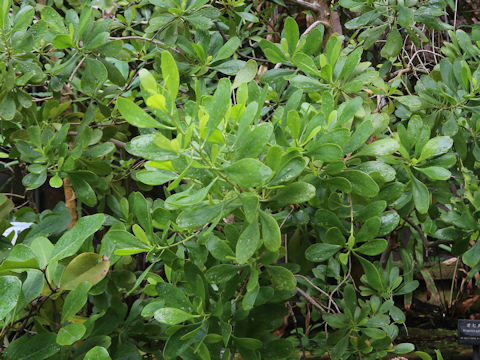 Lumnitzera racemosa