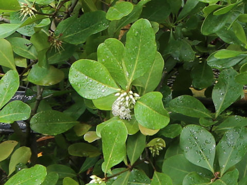 Lumnitzera racemosa