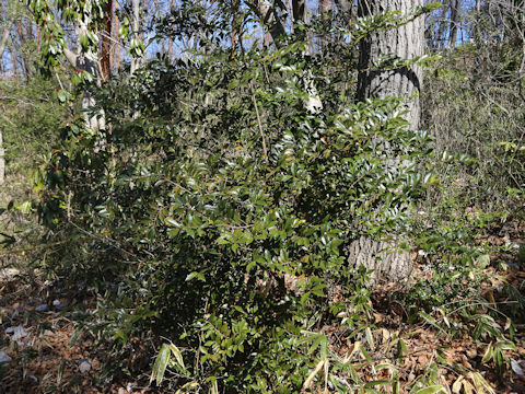 Eurya japonica