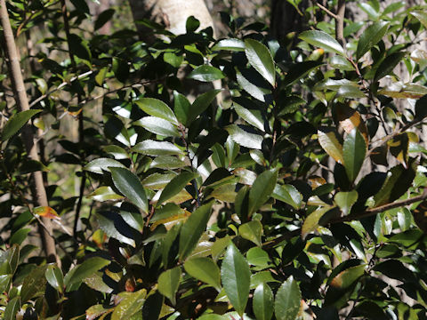 Eurya japonica
