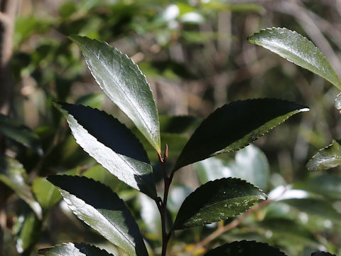 Eurya japonica