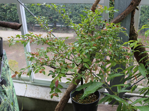 Camellia lutchuensis