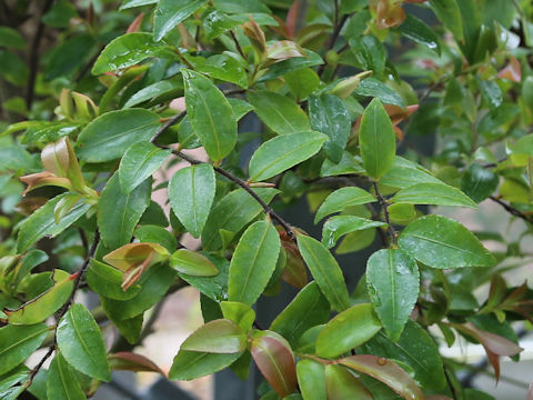 Camellia lutchuensis