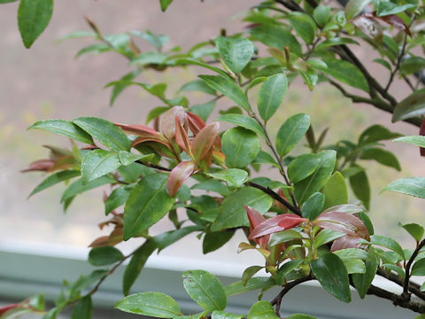 Camellia lutchuensis