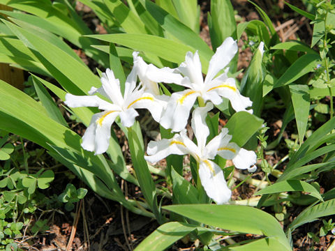 Iris gracilipes