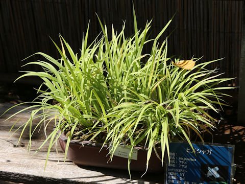 Iris gracilipes