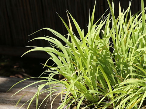 Iris gracilipes