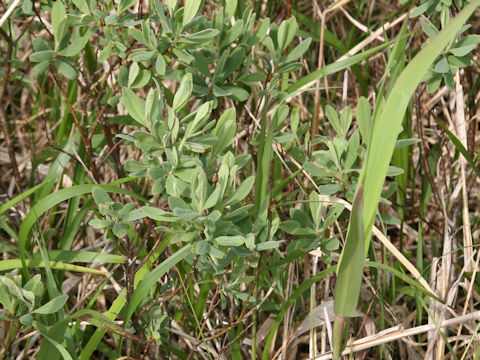 Andromeda polifolia