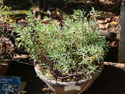 Andromeda polifolia