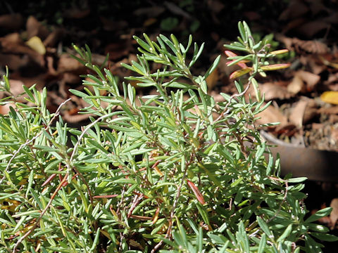 Andromeda polifolia