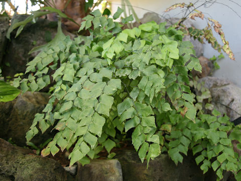 Adiantum trapeziforme