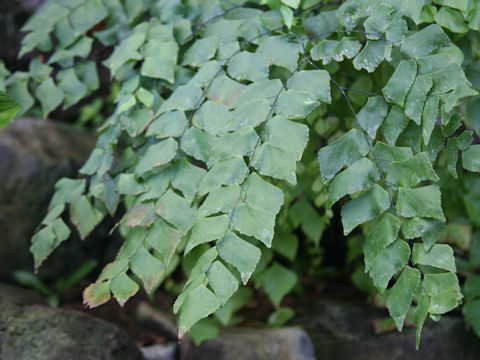 Adiantum trapeziforme