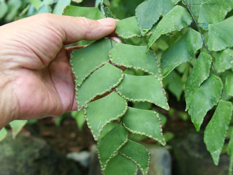 Adiantum trapeziforme