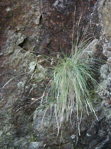 Carex lanceolata