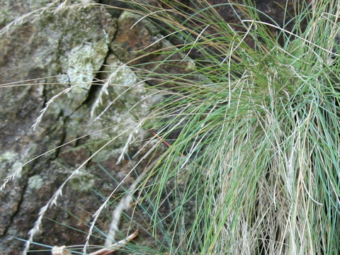 Carex lanceolata