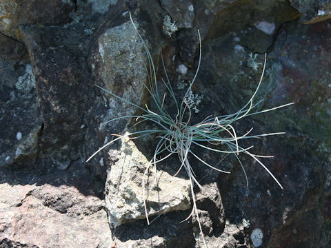 Carex lanceolata