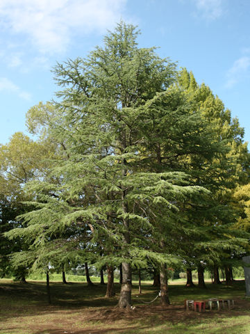 Cedrus deodara