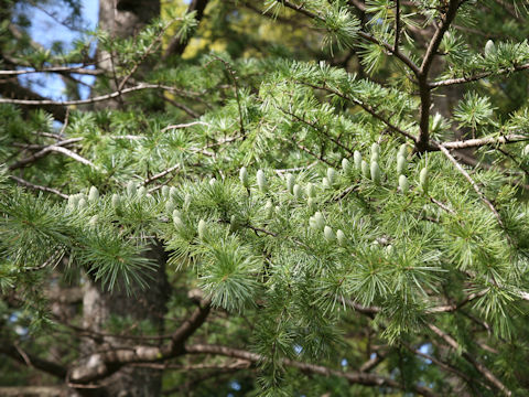 Cedrus deodara