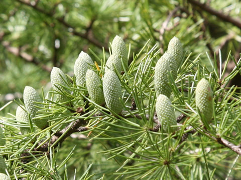 Cedrus deodara