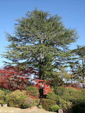 Cedrus deodara