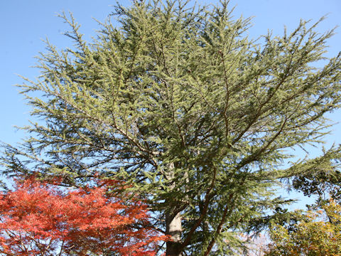 Cedrus deodara