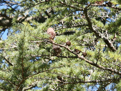 Cedrus deodara