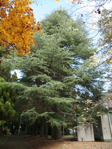 Cedrus deodara