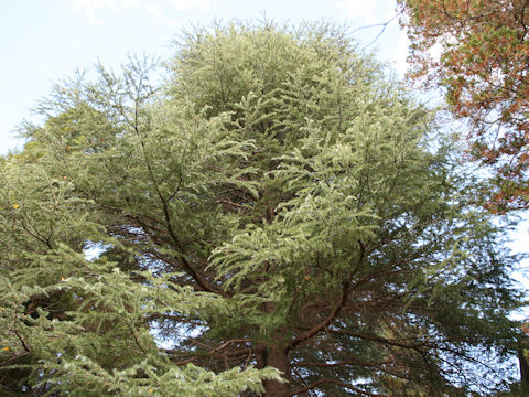 Cedrus deodara